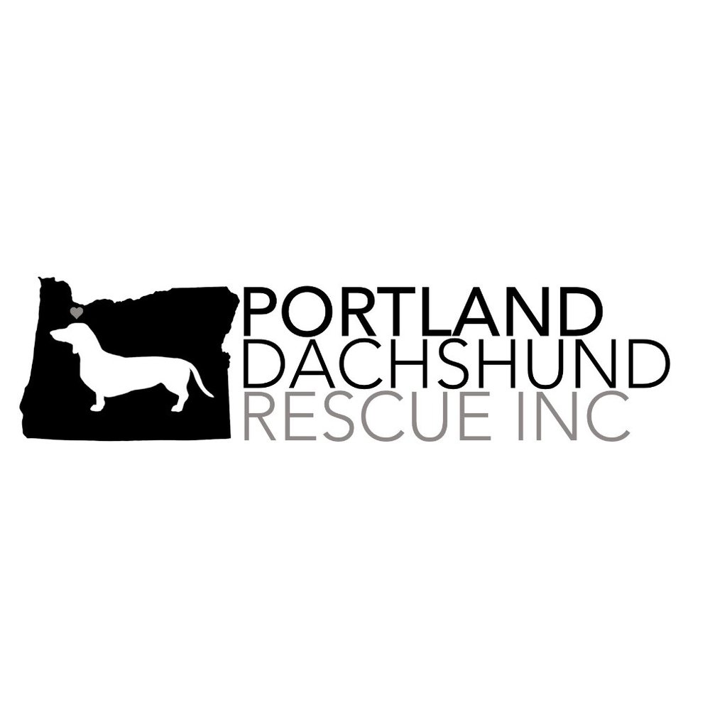 Meet your Posher, Portland dachshund